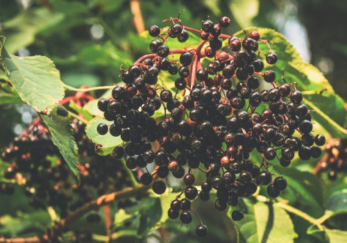 Hoe kun je vlierbessensap maken uit eigen tuin?